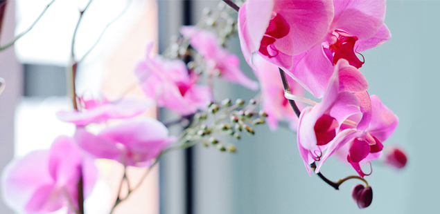 Orchid Close Up at The Levin Hotel Knightsbridge